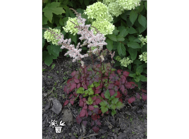 Astilbe   'Color Flash Lime'